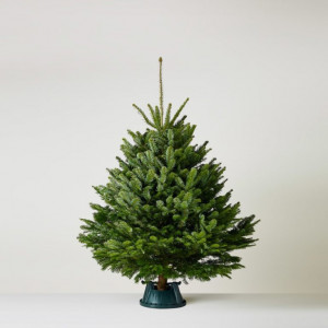 Živý Vianočný stromček Normandská jedľa  - 1. trieda premium 100-150 cm Abies Nordmanniana 