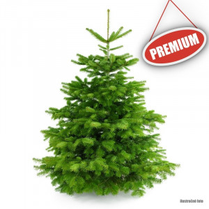 Živý Vianočný stromček Normandská jedľa  - 1. trieda premium 250-300 cm Abies Nordmanniana 