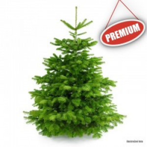 Živý Vianočný stromček Normandská jedľa  - 1. trieda premium 300-450 cm Abies Nordmanniana 