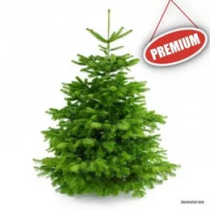 Živý Vianočný stromček Normandská jedľa - 1. trieda premium 300-450 cm Abies Nordmanniana