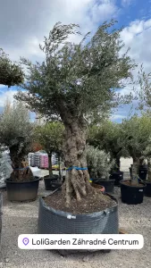 Olivovník OLEA EUROPAEA LECHIN 100/125CM P.