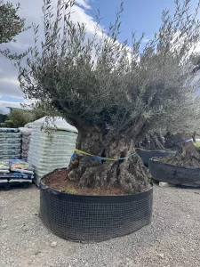 Olivovník OLEA EUROPAEA MAXIBONSAI 200/250CM P.
