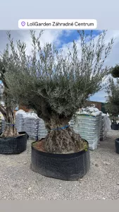 Olivovník OLEA EUROPAEA MAXIBONSAI 160/180CM P