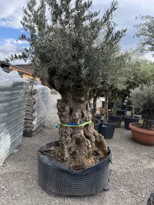 Olivovník OLEA EUROPAEA MEDIBONSAI 120/140CM P.
