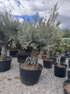 Olivovník OLEA EUROPAEA MINIBONSAI 80/100CM P.