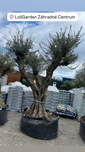 Olivovník OLEA EUROPAEA MULTIBRAZO PORTO ALTO 120/140CM P.