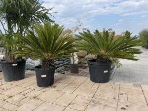 Cycas revoluta 
