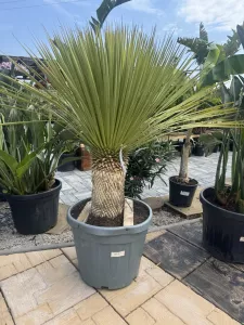 Yucca ROSTRATA