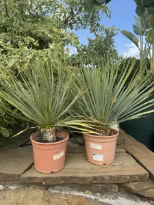 YUCCA ROSTRATA 5L