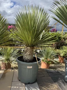 YUCCA ROSTRATA 35L