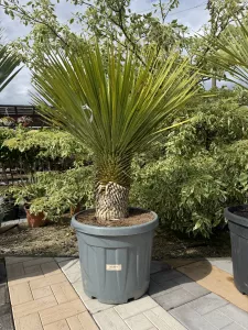 YUCCA ROSTRATA 45L