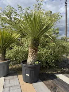 YUCCA ROSTRATA TRUNK 50/60CM H C45l
