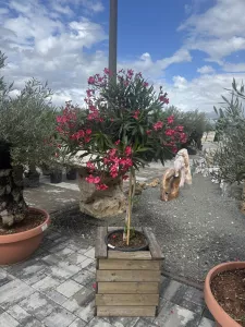 Oleander na kmienku pletený