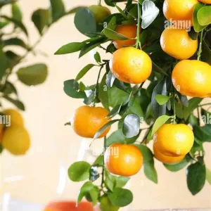 Pomarančovník Citrus Sinensis v kvetináči 15L