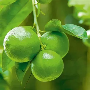 Limetka - CITRUS LATIFOLIA LIMA 15L