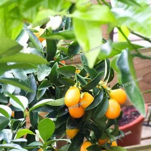 Kumquat- CITRUS FORTUNELLA KUMQUAT 15L