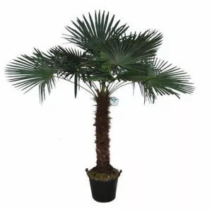 Trachycarpus Fortunei 250cm