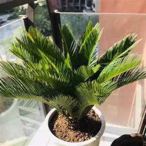 CYCAS REVOLUTA 6L