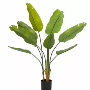 Strelitzia augusta 10 L