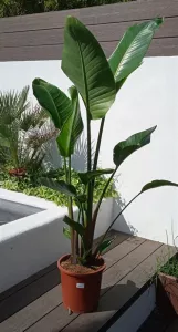 Strelitzia Augusta 25L