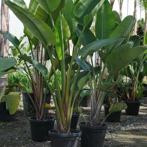 Strelitzia Augusta 35L