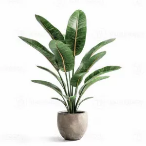 STRELIZIA REGINAE 10L
