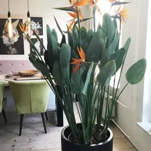 STRELIZIA REGINAE 35L