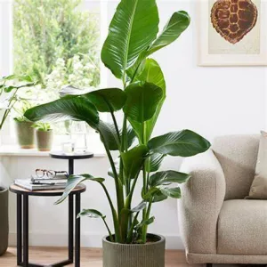 Strelitzie nicolai Augusta / Strelitzia reginae