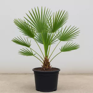 CHAMAEROPS HUMILIS 10L
