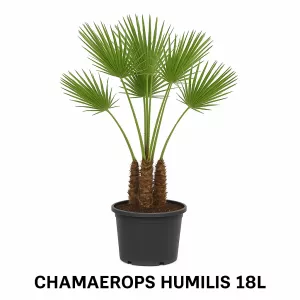 CHAMAEROPS HUMILIS 18L