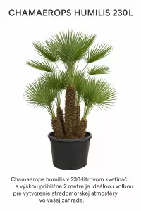 CHAMAEROPS HUMILIS 230L