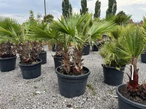 Washingtonia robusta do -5 /-8