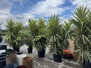 Yucca Elephant Jewel