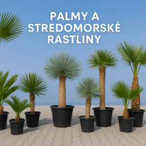Palmy
