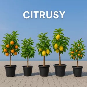 Citrusy