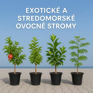 Exotické a stredomorské ovocné stromy